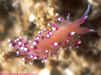 nudibranch