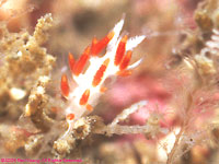 nudibranch