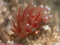 nudibranch