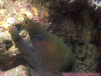 Panamic green moray