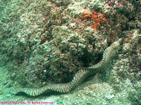 Argus moray