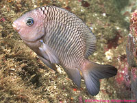 damselfish