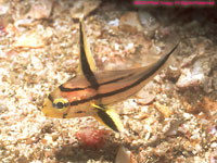 rock croaker (juvenile)