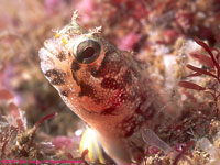 blenny