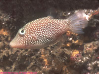 spotted sharpnose puffer