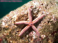 sea star