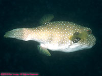 white spotted puffer