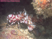 harlequin shrimps