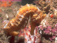 Pacific seahorse