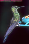 blue-tailed hummingbird