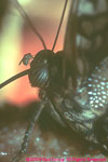 flea on butterfly eye