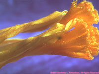 crocus stamen