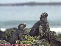 marine iguanas