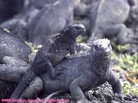 marine iguanas