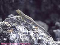 lava lizard