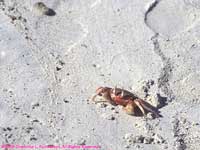 fiddler crab