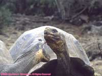 giant tortoises