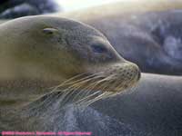 sea lion