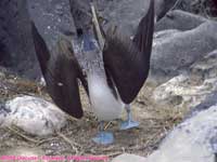 blue-footed booby sky pointing