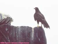 Galapagos hawk