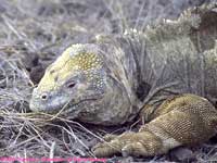 land iguana