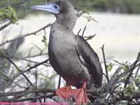 red-footed booby, brown phase