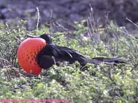 male frigate bird displaying