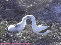 masked booby bird feeding chick