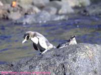 Galapagos penguins