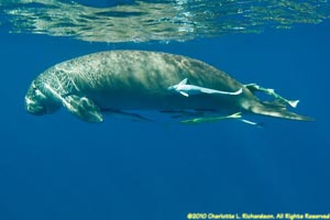 dugong