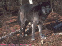 black timber wolf