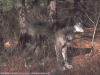 black timber wolf with white face
