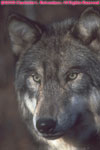 closeup of tan timber wolf