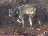 tan timber wolf