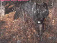 black timber wolf with white spot