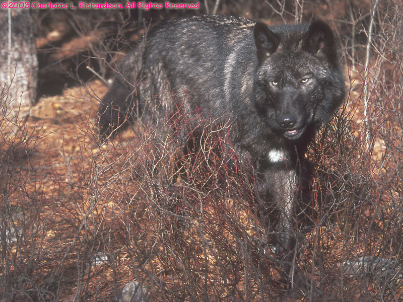 Lakota Wolf Preserve