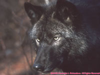 black timber wolf, closeup