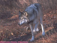 tan timber wolf