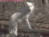 one arctic wolf