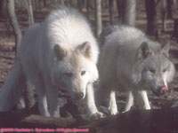 two arctic wolves