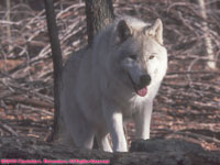 one arctic wolf