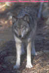 tan timber wolf