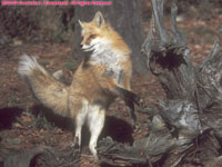 red fox