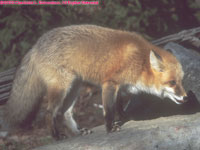 red fox