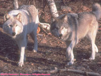 two tundra wolves