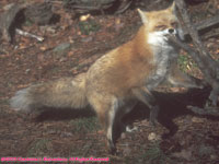 red fox