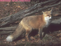 red fox