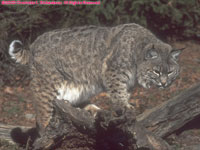 male bobcat