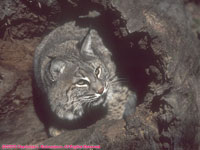 female bobcat in a stump