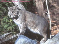 female bobcat